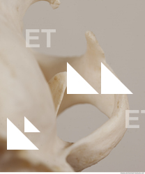 photo reference of skull 0078