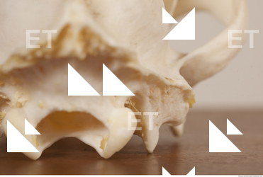 photo reference of skull 0080