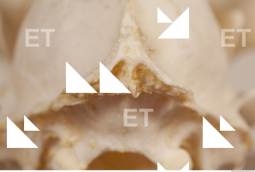 photo reference of skull 0081