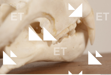 photo reference of skull 0083