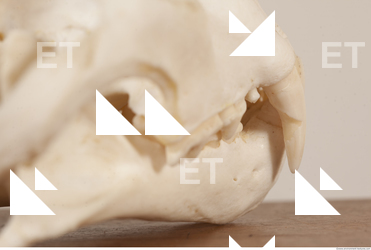 photo reference of skull 0084