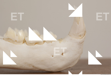 photo reference of skull 0085