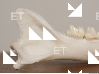 photo reference of skull 0087