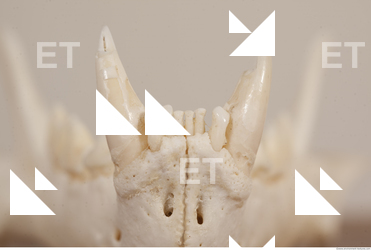 photo reference of skull 0090