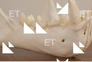 photo reference of skull 0089