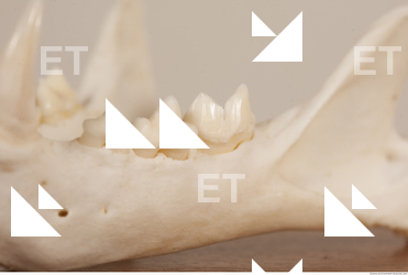 photo reference of skull 0092