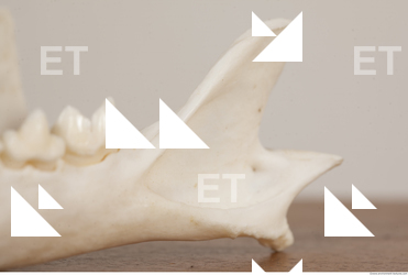 photo reference of skull 0093