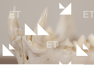 photo reference of skull 0091