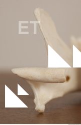 photo reference of skull 0094