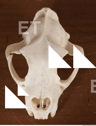 photo reference of skull 0096