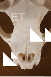 photo reference of skull 0097