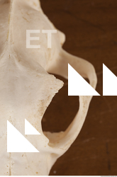 photo reference of skull 0098