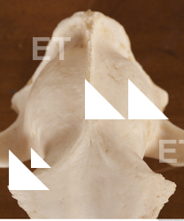 photo reference of skull 0100