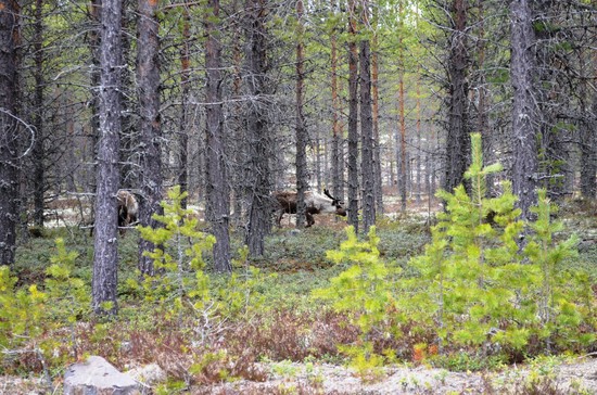 Background Forests