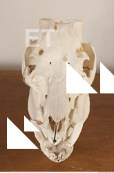 photo reference of skull 0001