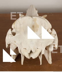 photo reference of skull 0002
