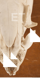 photo reference of skull 0004