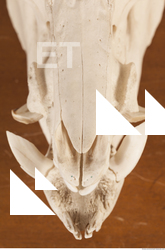 photo reference of skull 0003