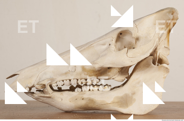 photo reference of skull 0007