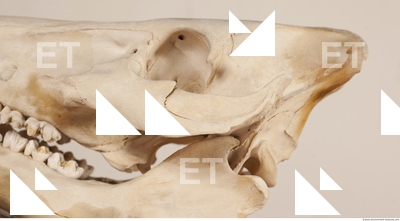photo reference of skull 0010