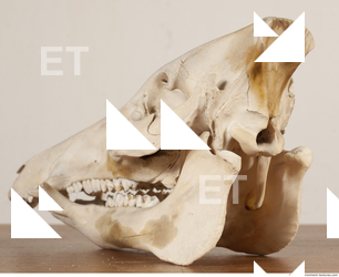 photo reference of skull 0012