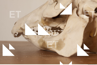 photo reference of skull 0015