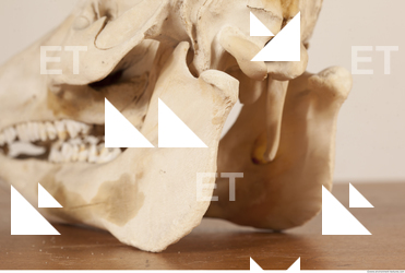 photo reference of skull 0014