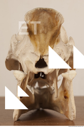 photo reference of skull 0017