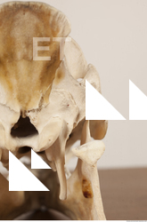 photo reference of skull 0018