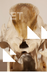 photo reference of skull 0019