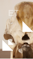 photo reference of skull 0021