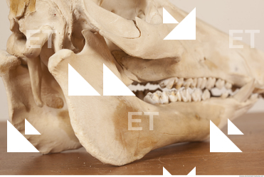 photo reference of skull 0025