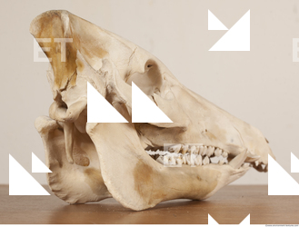 photo reference of skull 0024