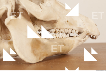 photo reference of skull 0026