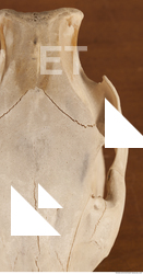 photo reference of skull 0048