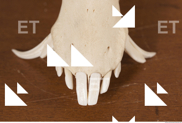 photo reference of skull 0069