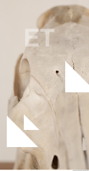 photo reference of skull 0045