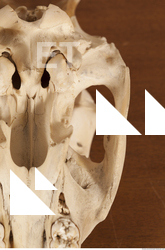 photo reference of skull 0057