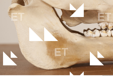 photo reference of skull 0034