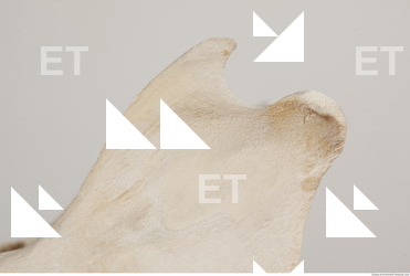 photo reference of skull 0065