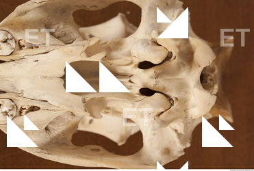 photo reference of skull 0055