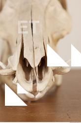 photo reference of skull 0043