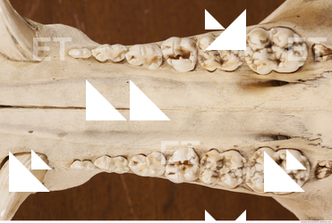 photo reference of skull 0054