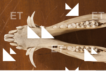 photo reference of skull 0060