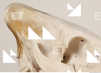 photo reference of skull 0035