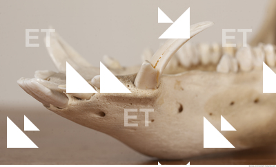 photo reference of skull 0067