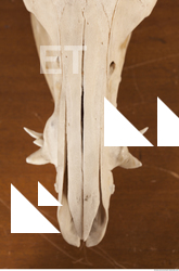 photo reference of skull 0050