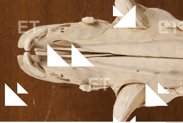 photo reference of skull 0053