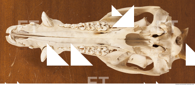 photo reference of skull 0051