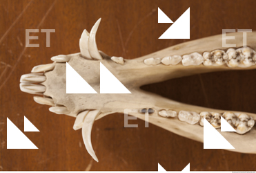 photo reference of skull 0059